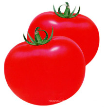HT44 Qulean tamanho grande f1 híbrido melhor sementes de tomate com alto rendimento para a casa verde